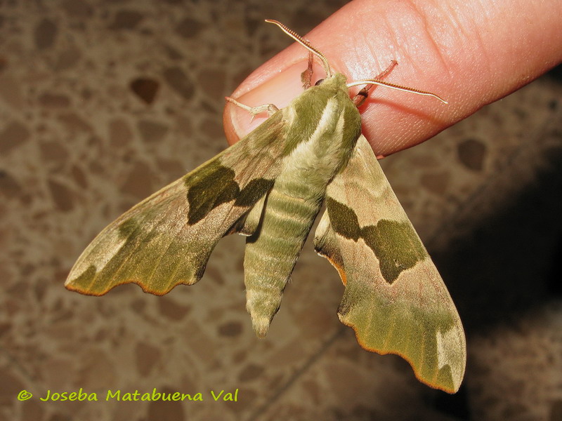 Mimas tiliae - Sphingidae